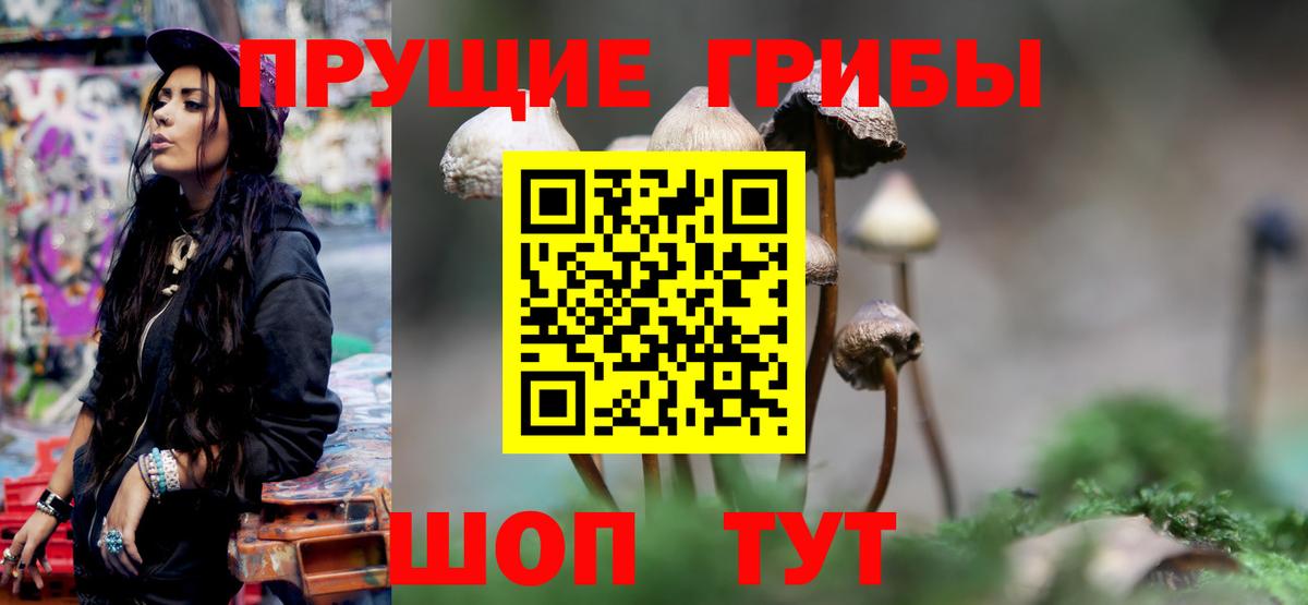 Псилоцибиновые грибы Psilocybe Мегион